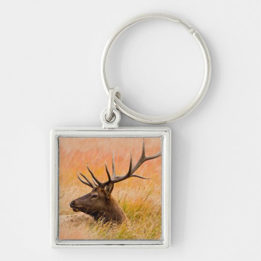 牧草地で休むアカシカ(Cervus elaphus) キーホルダー (正面)