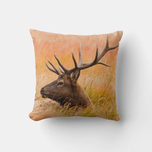 牧草地で休むアカシカ(Cervus elaphus) クッション (正面)