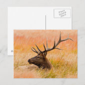 牧草地で休むアカシカ(Cervus elaphus) ポストカード (正面/裏面)