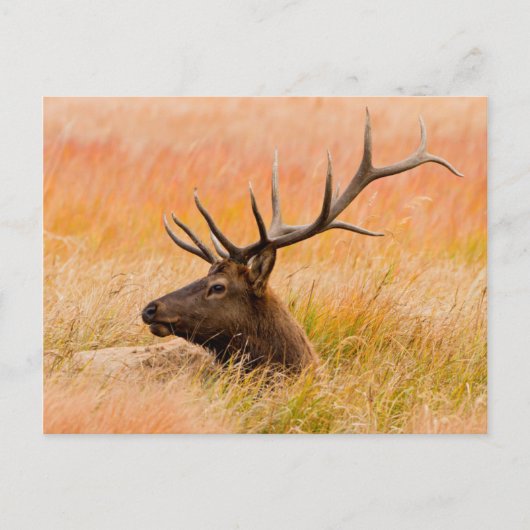 牧草地で休むアカシカ(Cervus elaphus) ポストカード (正面)