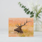 牧草地で休むアカシカ(Cervus elaphus) ポストカード (スタンド正面)