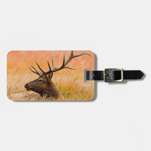 牧草地で休むエルク(Cervus elephus) ラゲッジタグ (正面横)