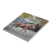 牧草地で自由に走っているアラビアの馬 タイル (側面)