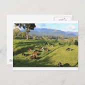 牧草地で食べるホルスティーン・フリシア酪農の牛の群れ ポストカード (正面/裏面)