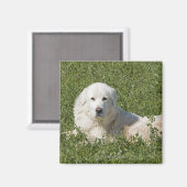 牧草地に住むマレンマは家畜として働く マグネット (正面/裏面)