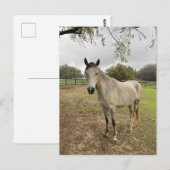 牧草地のそばの馬 ポストカード (正面/裏面)