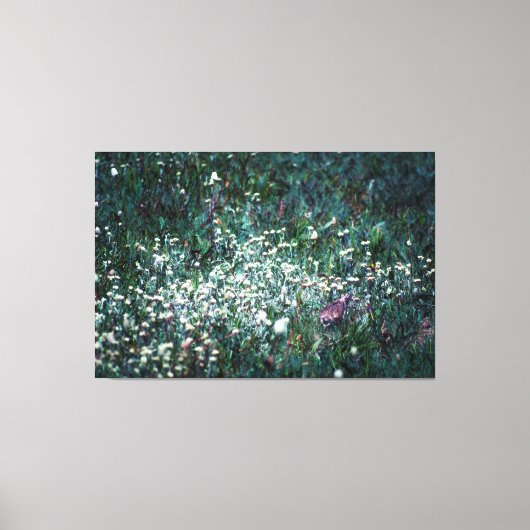 牧草地のヒバリ キャンバスプリント (正面)