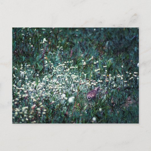 牧草地のヒバリ ポストカード (正面)