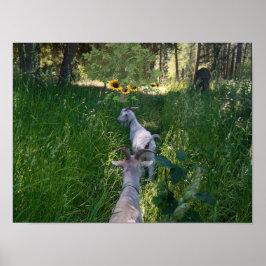 牧草地のヤギに草をたっぷり生えている ポスター