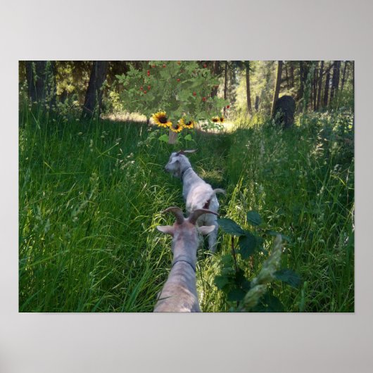 牧草地のヤギに草をたっぷり生えている ポスター (正面)