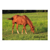 牧草地の中のカンザスレッドホース写真の拡大 フォトプリント            (正面)