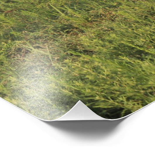 牧草地の中のカンザスレッドホース写真の拡大 フォトプリント            (角)