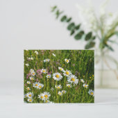 牧草地の多くのデイジー ポストカード (スタンド正面)