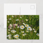 牧草地の多くのデイジー ポストカード (正面/裏面)