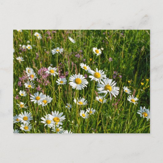 牧草地の多くのデイジー ポストカード (正面)