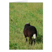 牧草地の子羊 (正面)