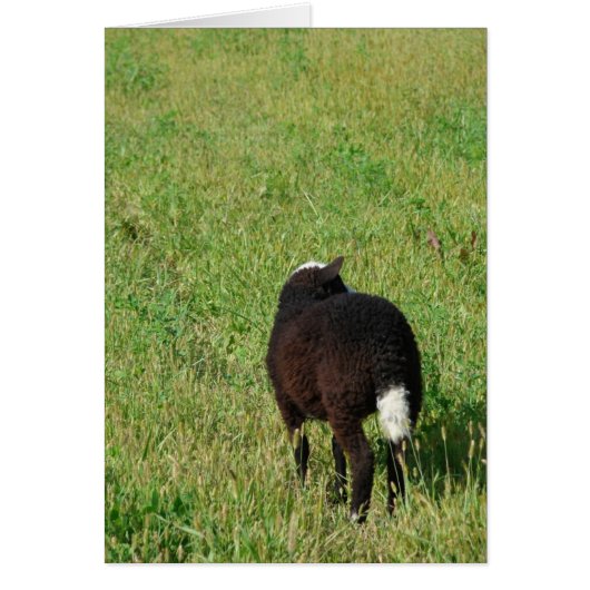 牧草地の子羊 (正面)