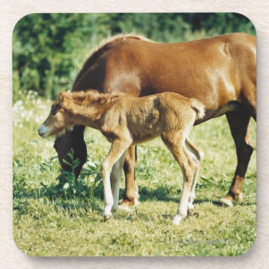 牧草地の子馬そして馬 コースター (正面)