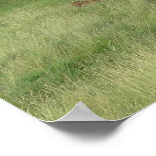 牧草地の平和な日の牛の写真ポスター ポスター (角)