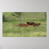 牧草地の平和な日の牛の写真ポスター ポスター (正面)