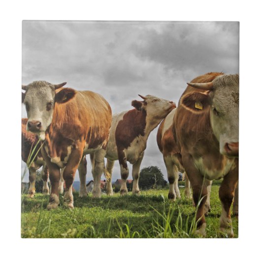 牧草地の牛のおもしろいな群れ タイル (正面)