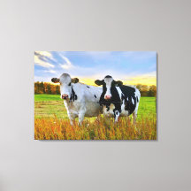 牧草地の牛のペア