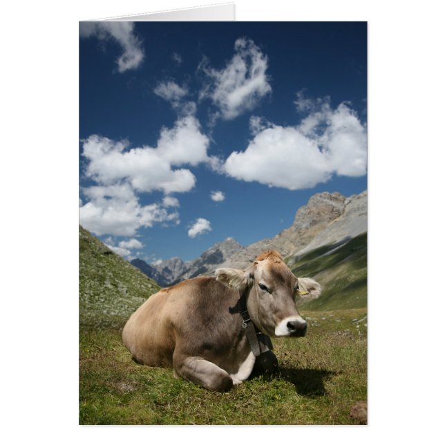 牧草地の牛 (正面)