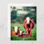 牧草地の牛 シーズンポストカード (正面/裏面)