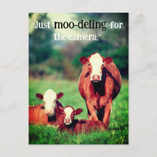 牧草地の牛 シーズンポストカード (正面)