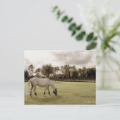 牧草地の白い馬の放牧古スタイル ポストカード (スタンド正面)