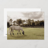 牧草地の白い馬の放牧古スタイル ポストカード (正面/裏面)