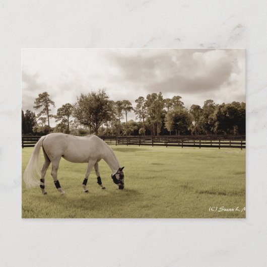 牧草地の白い馬の放牧古スタイル ポストカード (正面)