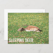 牧草地の秋に冬眠する鹿