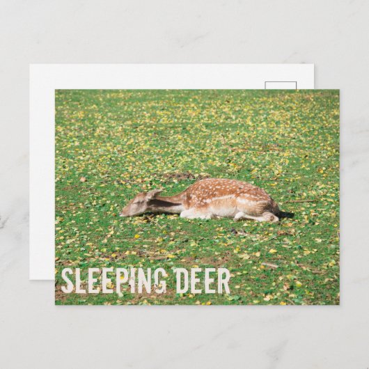 牧草地の秋に冬眠する鹿 シーズンポストカード (正面/裏面)