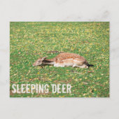 牧草地の秋に冬眠する鹿 シーズンポストカード (正面)