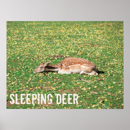 牧草地の秋に冬眠する鹿 ポスター (正面)