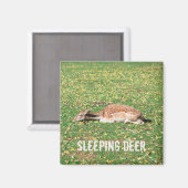 牧草地の秋に冬眠する鹿 マグネット (正面/裏面)