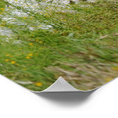 牧草地の美しいロングホーン牛 ポスター (角)