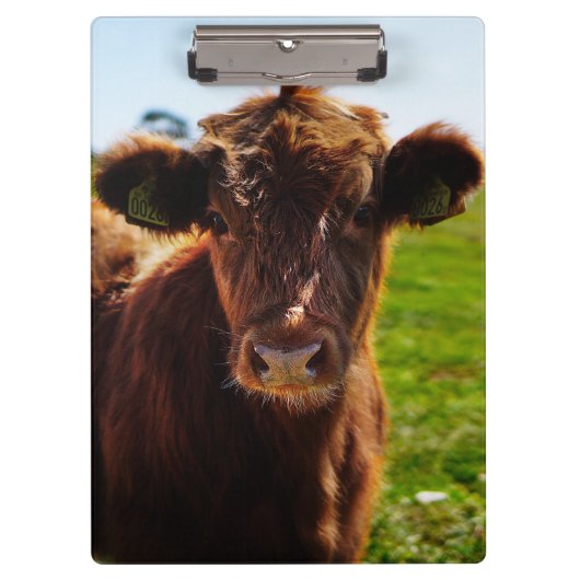 牧草地の若い茶色の牛 クリップボード (正面)