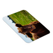 牧草地の若い茶色の牛 マグネット (右側)