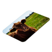 牧草地の若い茶色の牛 マグネット (左側)