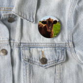 牧草地の若い茶色の牛 缶バッジ (インサイチュ)