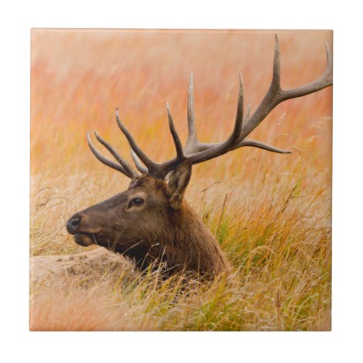 牧草地の草の中で休むエルク（エゾウ） タイル (正面)