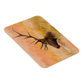 牧草地の草の中で休むエルク（エゾウ） マグネット (右側)