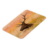 牧草地の草の中で休むエルク（エゾウ） マグネット (左側)