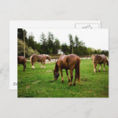 牧草地の風景 ポストカード (正面/裏面)