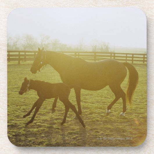 牧草地の馬および子馬のランニング コースター (正面)