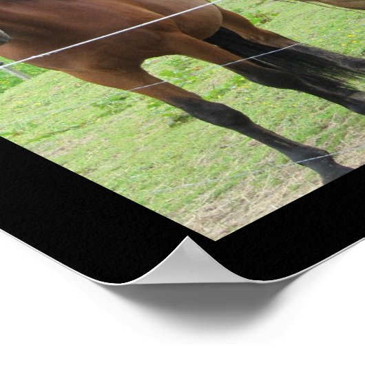 牧草地の馬 ポスター (角)