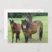 牧草地の馬 ポストカード (正面/裏面)