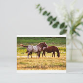 牧草地の馬 ポストカード (スタンド正面)